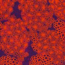 Coral Cluster by Thorsten Berger, orange/lila,...