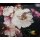 Samt mit Blumenmuster, schwarz/bunt, 300g/m²