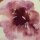Viskosewebware, Blumen, apricot/beere, Aktia, 930010, 100g/m²