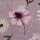 Modalsweat Spring Blossoms by Christiane Zielinski, 257433, 265g/m²