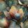 Savona by Sarah Mariam, Blumen, Oxford-Gewebe, Martindale >60.000, 603420, 210g/m²