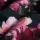 gerauhter Sweat mit Rosen, marine, Glitzerpüppi, 27525/008, 295g/m²